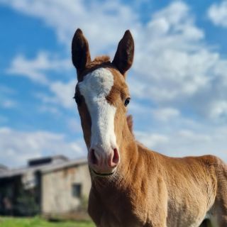 🐴 Sezóna žriebätiek je v plnom prúde a s ňou prichádza aj potreba kvalitného krmiva, výživy a praktických pomôcok pre tých...